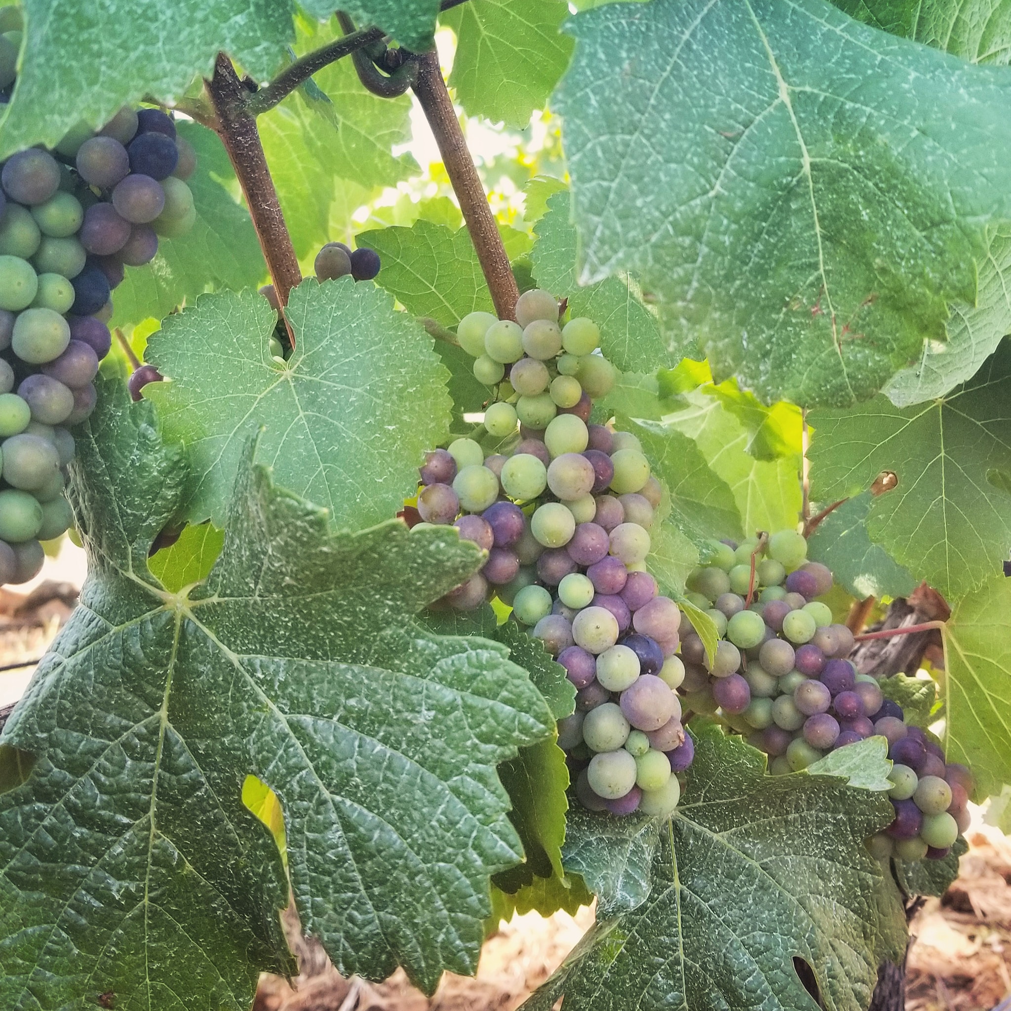 veraison at le cadeau vineyard